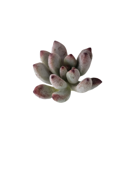 GRAPTOPETALUM PACHYPHYLLUM BLUEBEAN