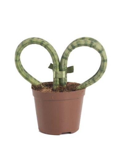 Sansevieria Cylindrica Heart 13 15 CM 4 Fingers