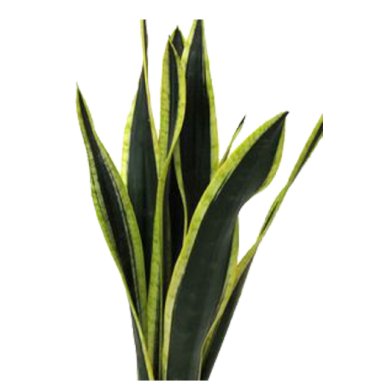 Sansevieria Black Gold