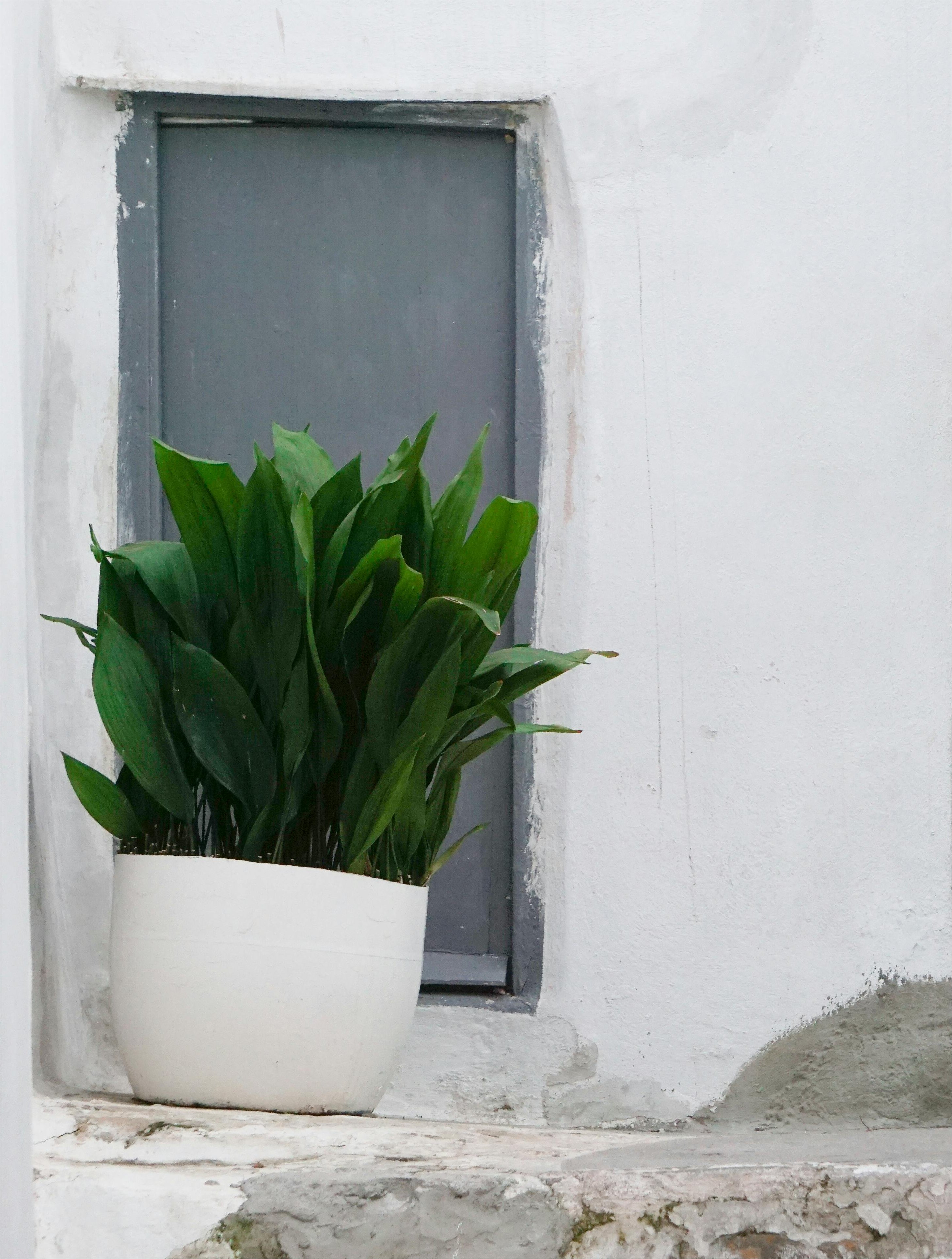 Aspidistra Elatior Front