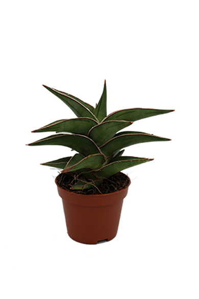 Sansevieria Lavranos 6Cm Pot