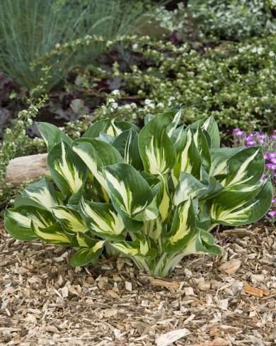 Hosta Sting