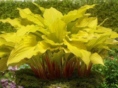 Hosta Lipstick Blonde