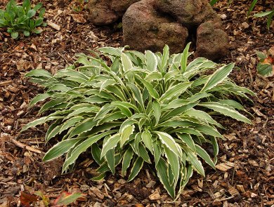 Hosta Stiletto