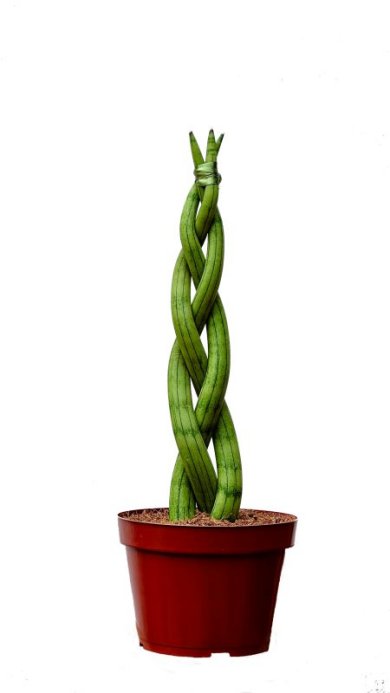 Sansevieria Cylindrica Braid 38 CM 3 Fingers