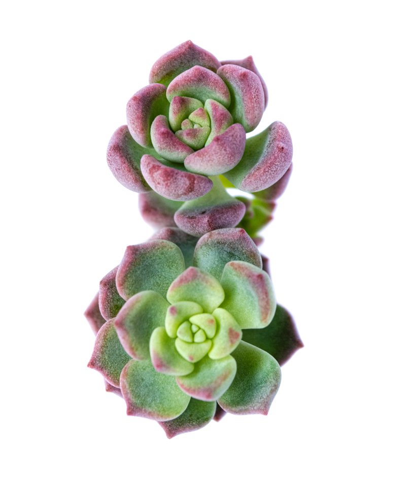 SEDUM DASYPHYLLUM PINK 2X1