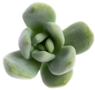 Echeveria Haggai Green