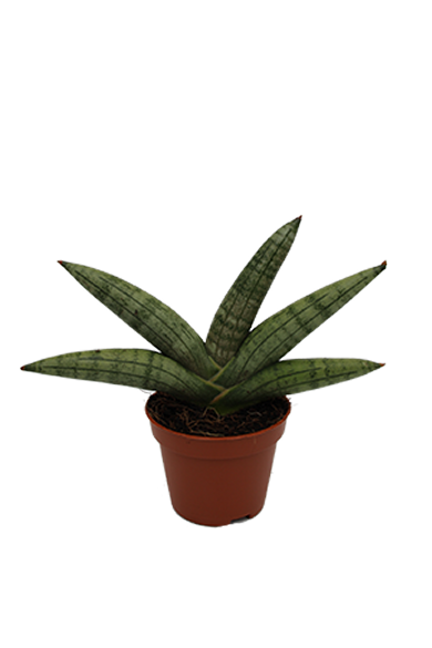 Sansevieria boncel