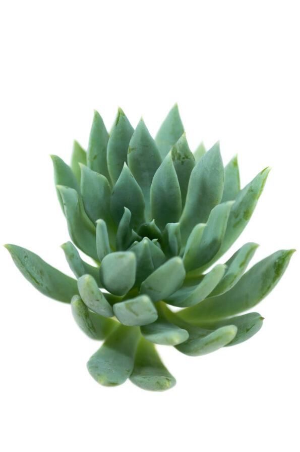 SEDUM REFLEXUM BANANA BLUE