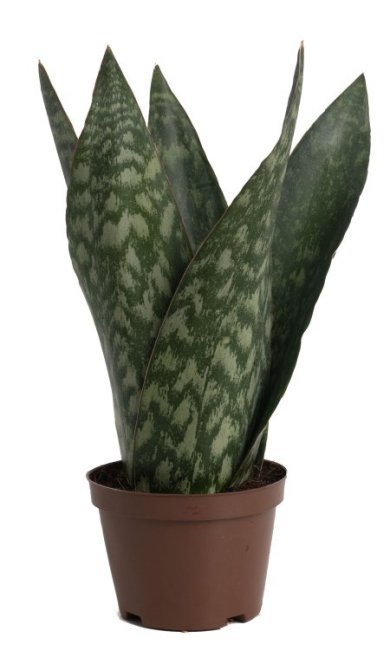 Sansevieria Trifasciata Danish Crown 30 CM 5 URC