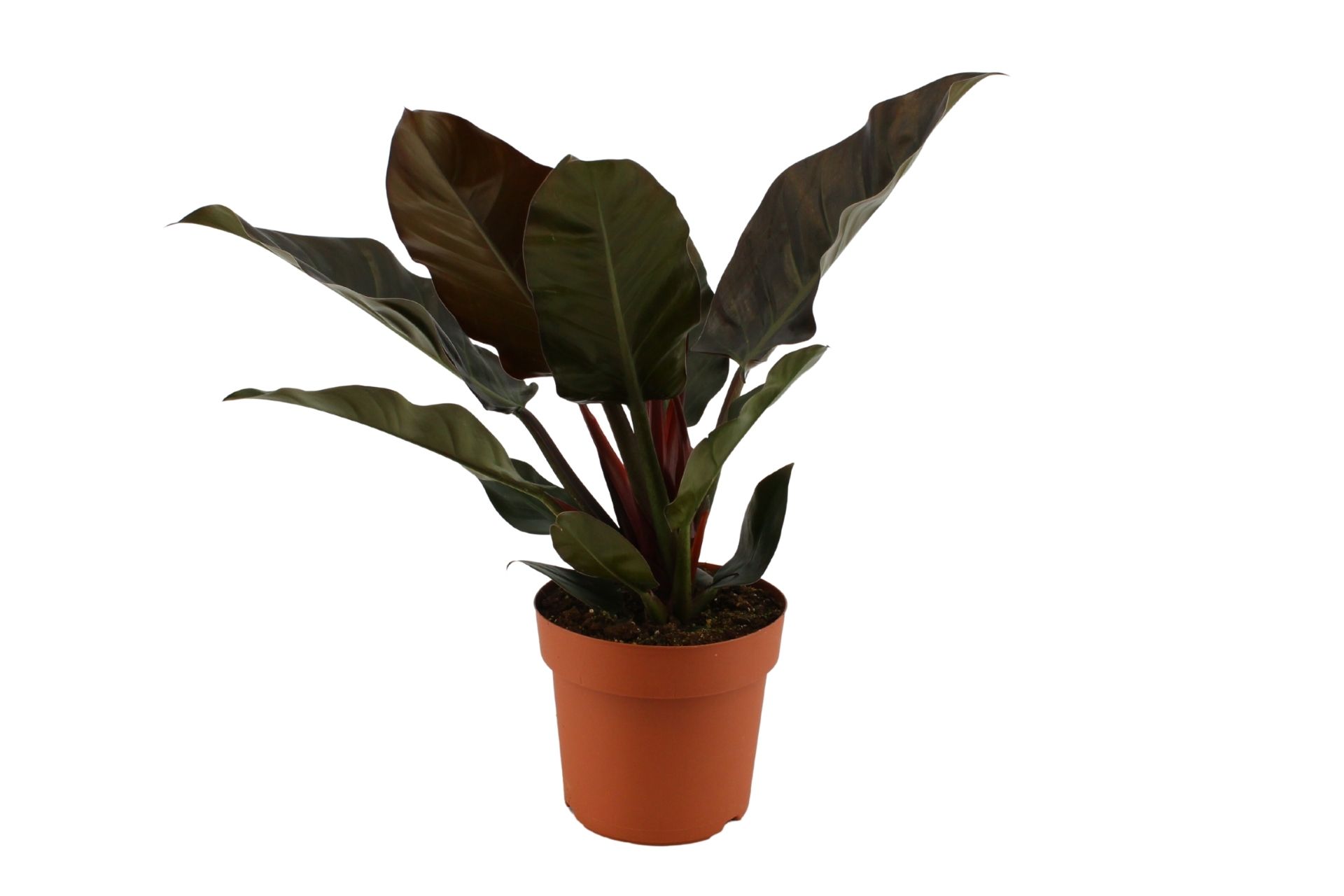 Philodendron Imperial Red 21Cm