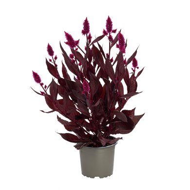 Celocia Spicata Mystic Shades