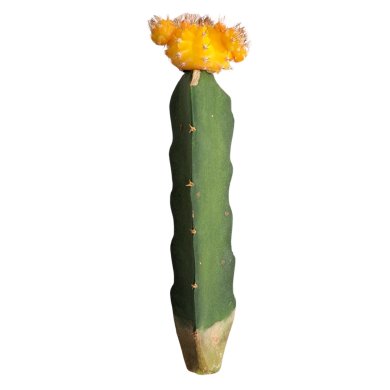 Grafted Cactus Yellow