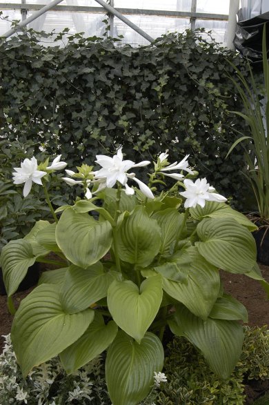 Hosta Venus