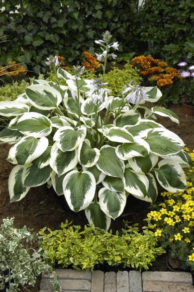 Hosta Minuteman