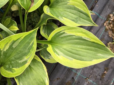 Hosta Green Patriot