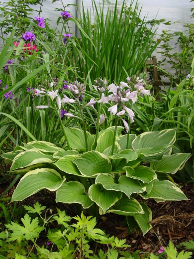 Hosta Fortunei Aureomarginata