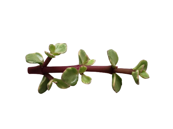 Portulacaria afra 'Variegata'