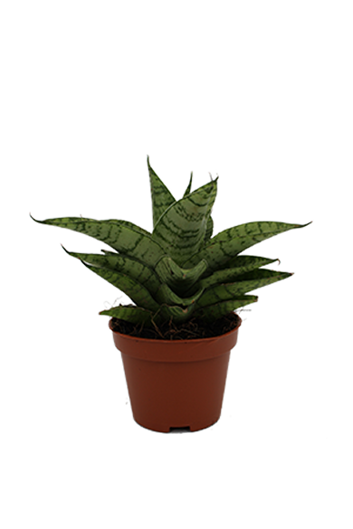 Sansevieria Hybrid Natural 6Cm Pot