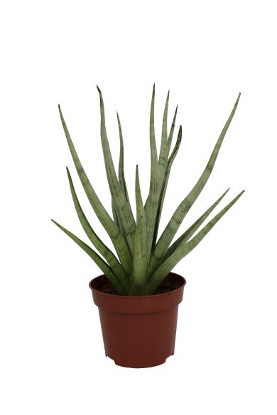 Sansevieria Tom Gracillis Natural 12Cm Pot