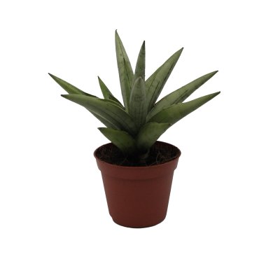 Sansevieria Silver Crown 8Cm Pot