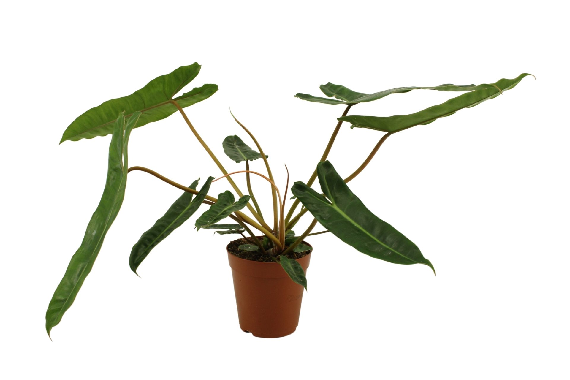 Philodendron Billietiae (200510) 15 Cm