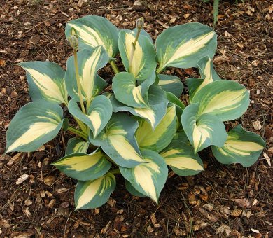 Hosta Dream Queen