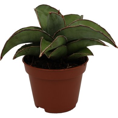 Sansevieria Blue Kew Natural 6Cm Pot