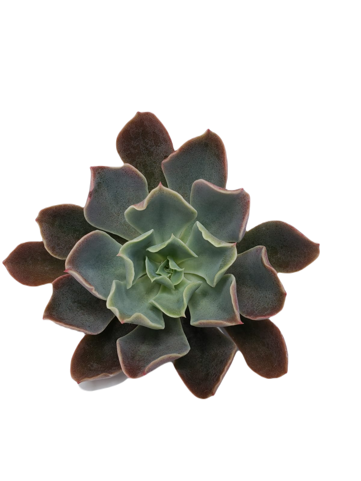 ECHEVERIA ONDULATA