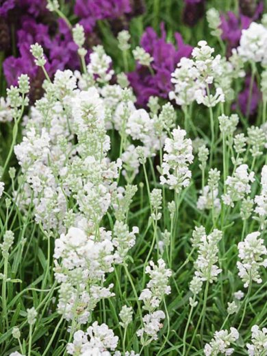 Lavandula Angustifolia Arctic Snow