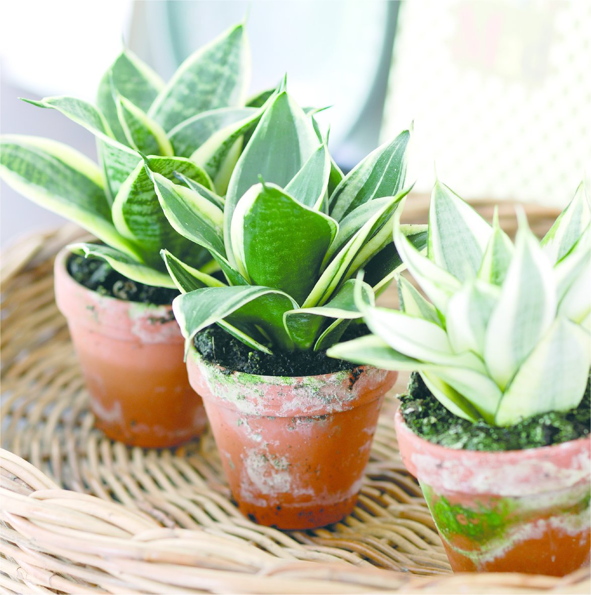 Sansevieria Hahnii Front