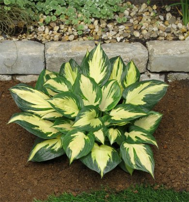 Hosta Morning Star