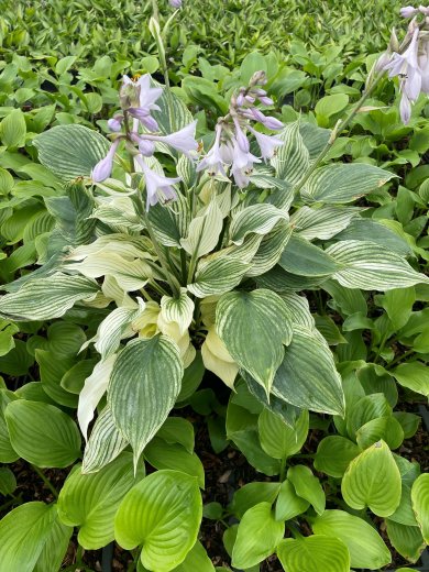 Hosta Silver Feather