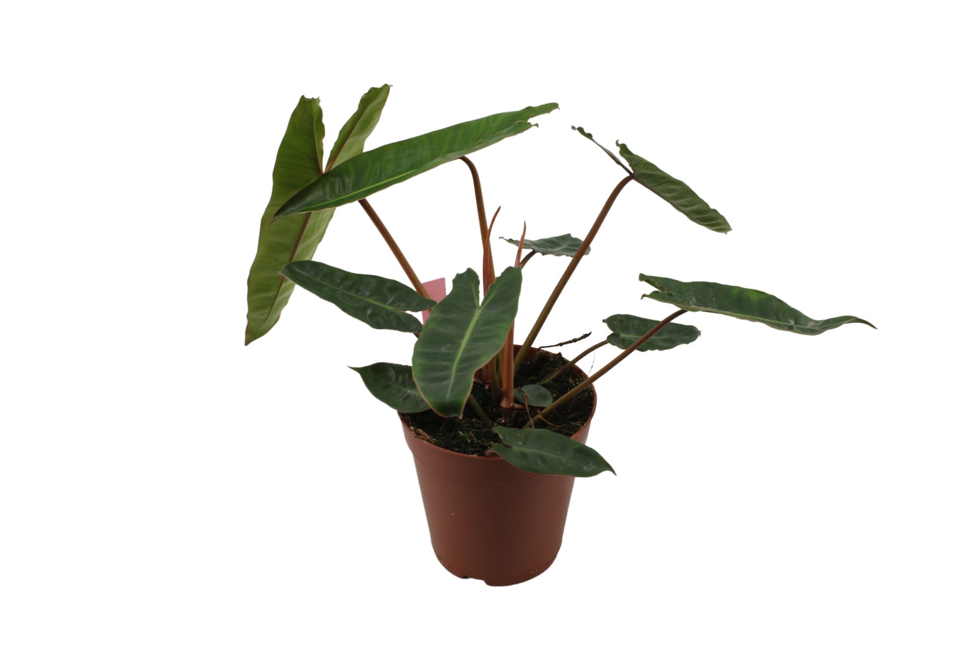 Philodendron Atabapoense No. 5 220287