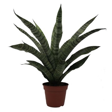 Sansevieria Trifasciata Natural 14Cm Pot