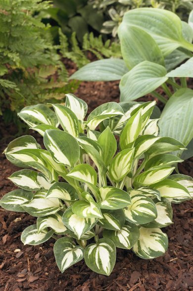 Hosta Pandora's Box