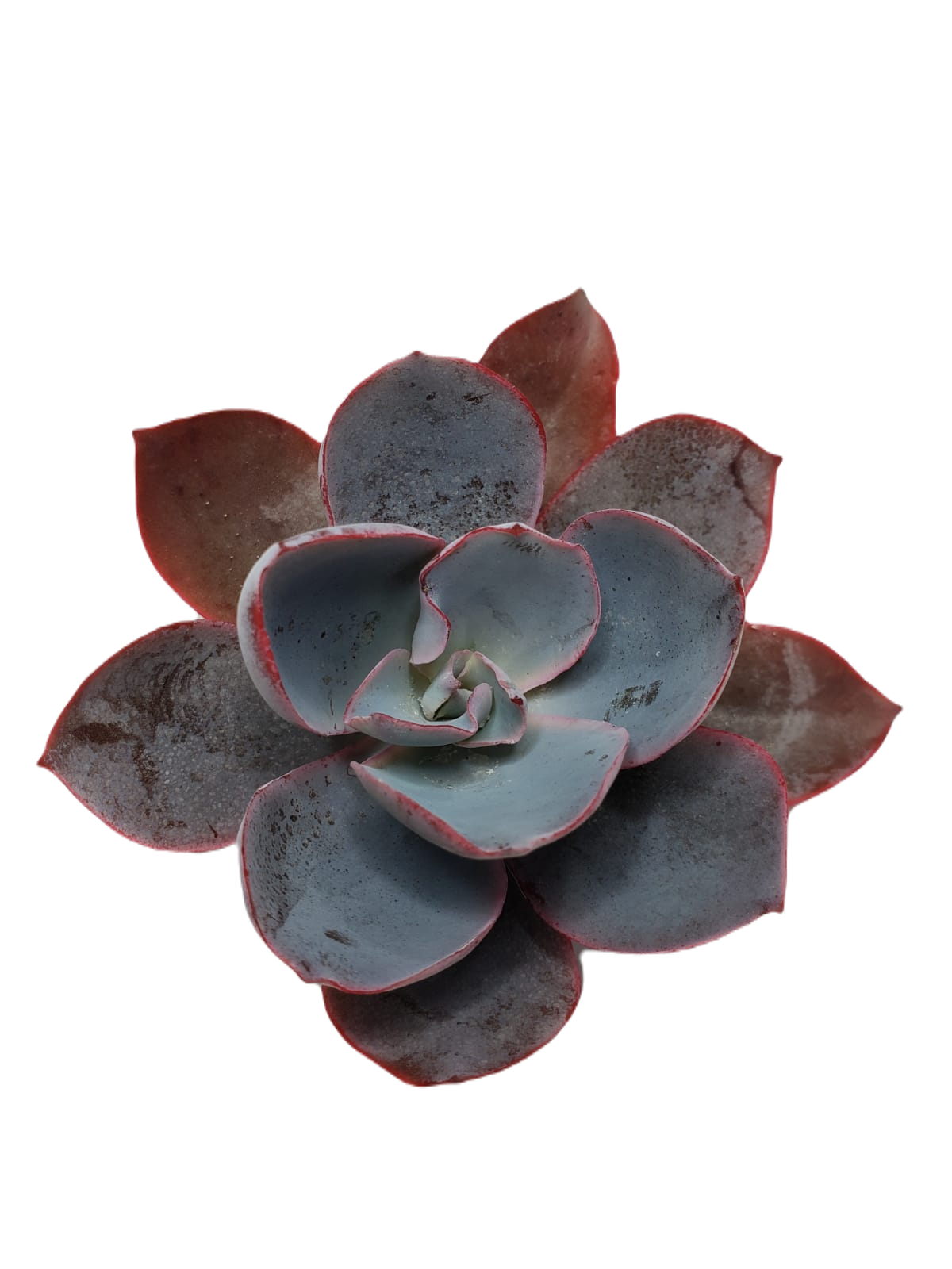 ECHEVERIA CANTE PINKY