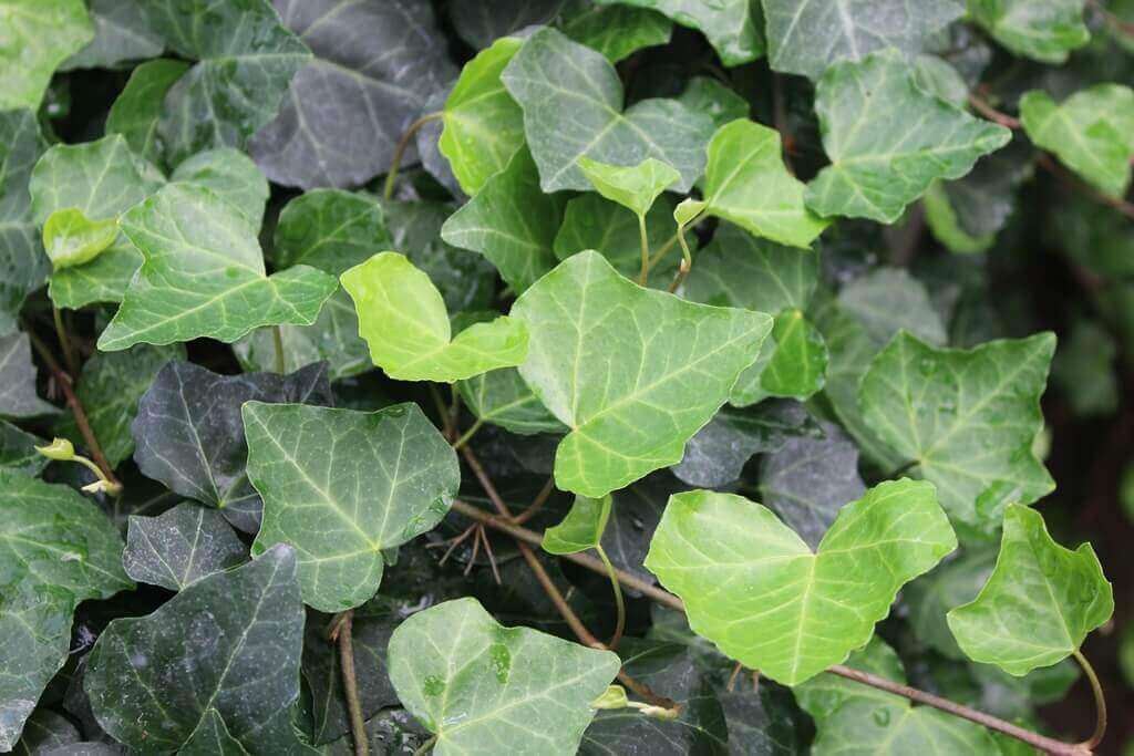 Hedera helix / Ivy