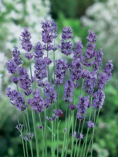 Lavandula Angustifolia Munstead