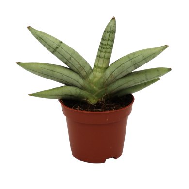 Sansevieria Boncellensis White Natural 6Cm Pot