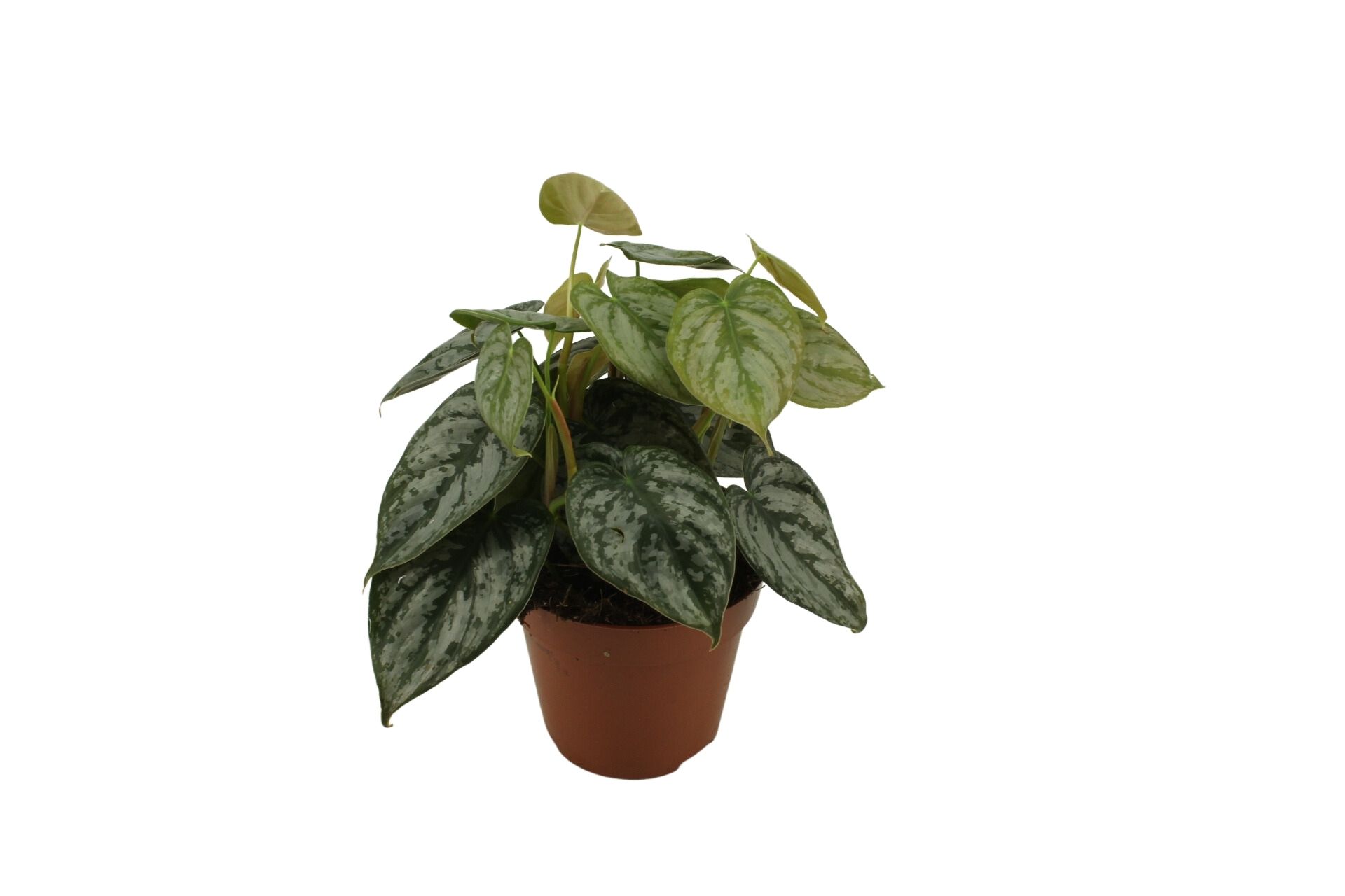 Philodendron Brandtianum 12 Cm