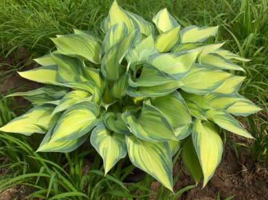 Hosta June