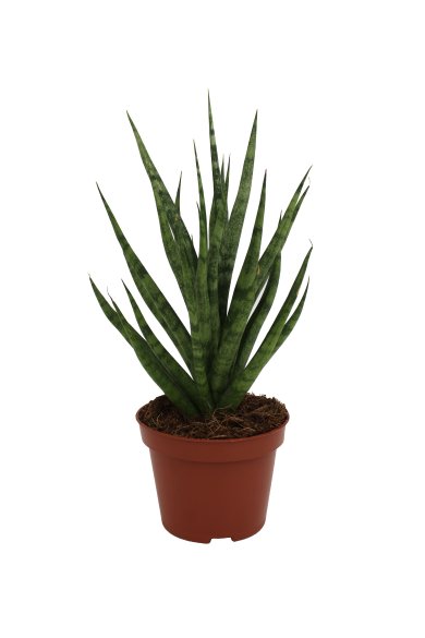 Sansevieria Torch Natural 10Cm Pot