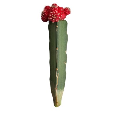 Grafted Cactus Red