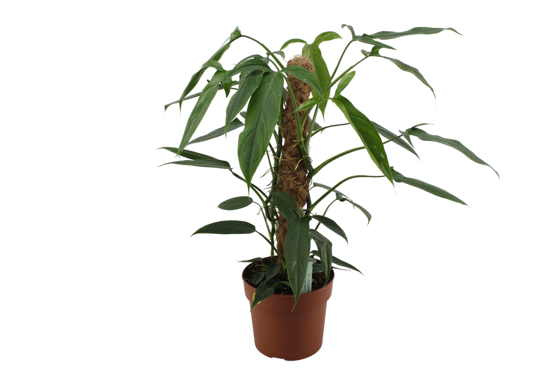 Philodendron Holtonianum 200207