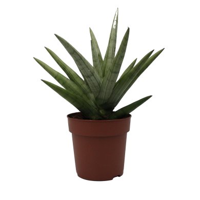 Sansevieria Silver Crown 10Cm Pot