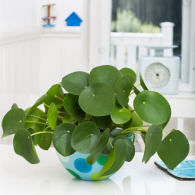 Pilea Peperomioides 1