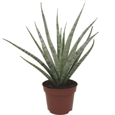 Sansevieria Icicle Natural 12Cm Pot