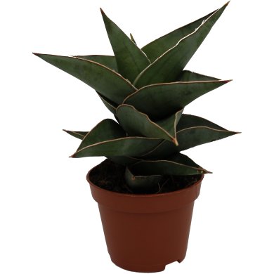 Sansevieria Powelli Natural 6Cm Pot