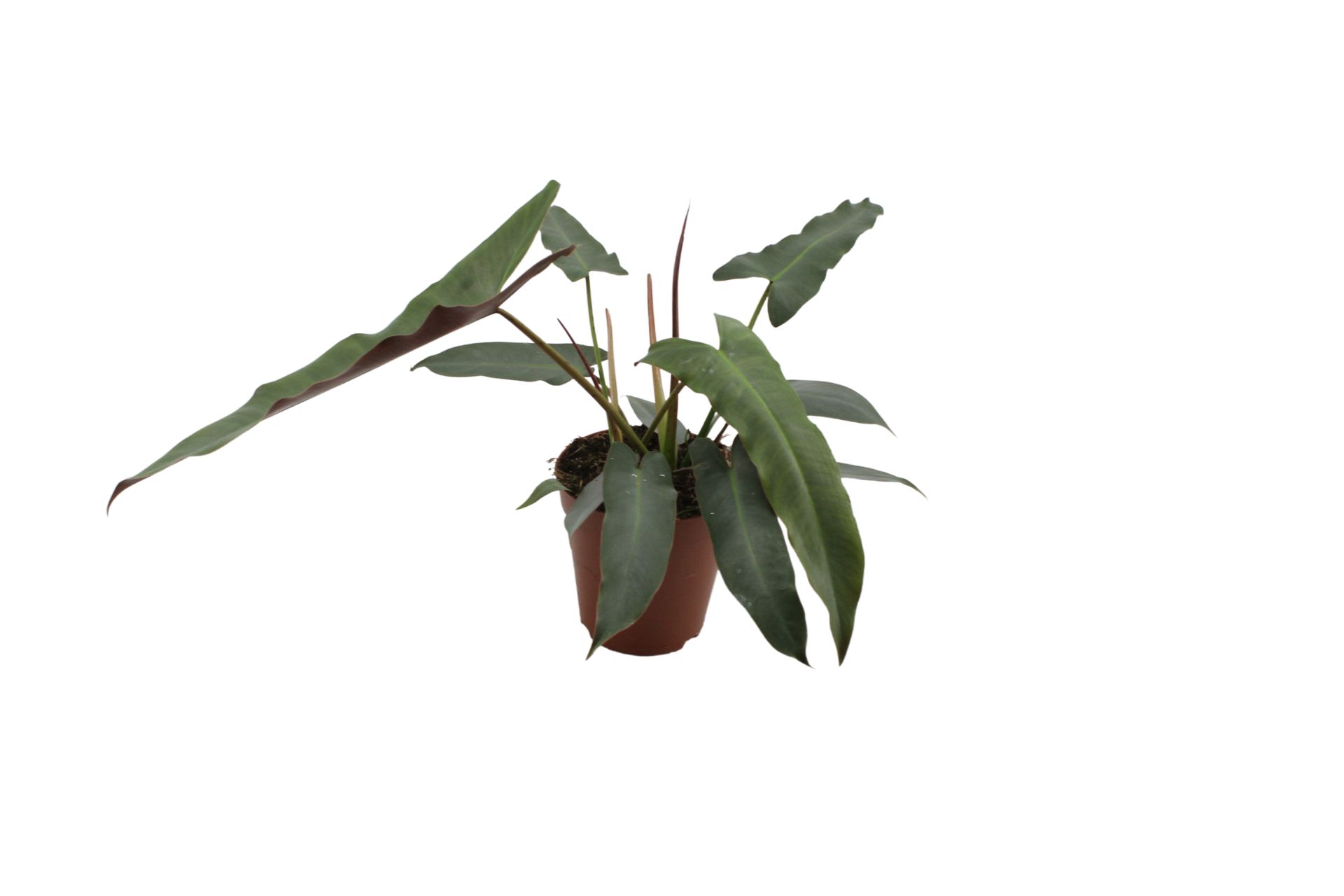 Philodendron Atabapoense Silver 200390